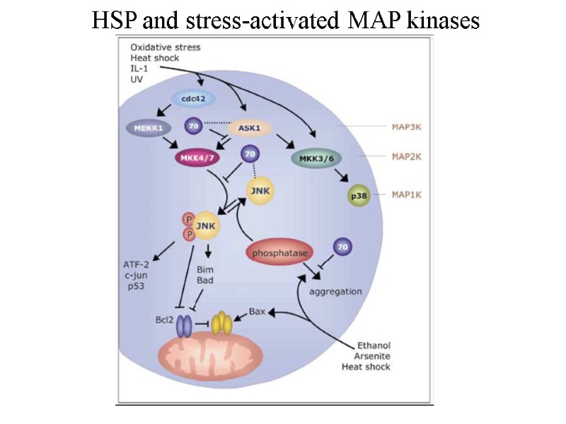 HSP and stress-activated MAP kinases